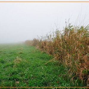 morgens im Nebel