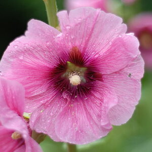 Blume