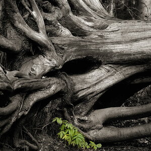 Bay. Wald