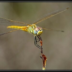 comp libelle