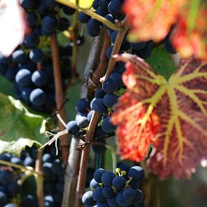 Herbst im Klettgau
