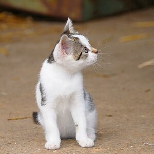 Katze 2a