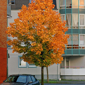 herbst