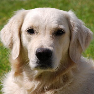 goldie 1