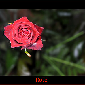 Rose