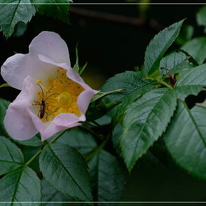 Buschrose 1 bearbeitet