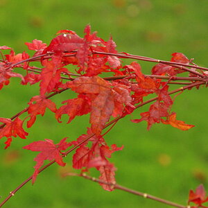Red on Green