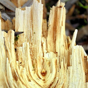 holz