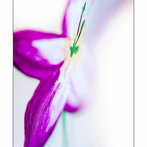 Duschvorhangblume