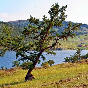baum