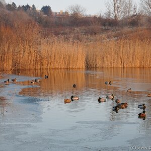 Wien, Erholungsgebiet Wienerberg, Schilf, Enten