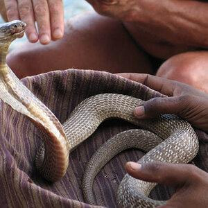 Kings Cobra (Goa)