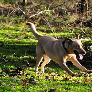 D700FX mit 85mm 1.8D - Sam in action

Blende 1:4.5
Belichtung: 1/1000s
ISO: 6400