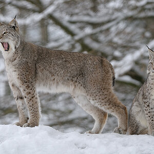 Schnee Luchskatze Luchsjung