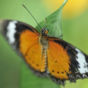 DSC3069 Schmetterling2 18022009 Groß klein