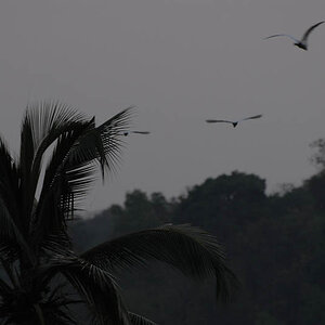 Evening in the jungle