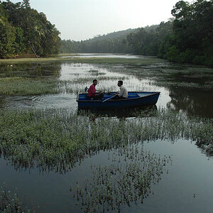 Jungle (Goa)