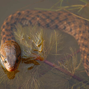 Water snake in the jungle