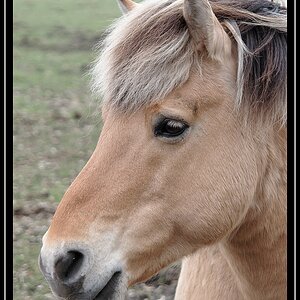 Pferd