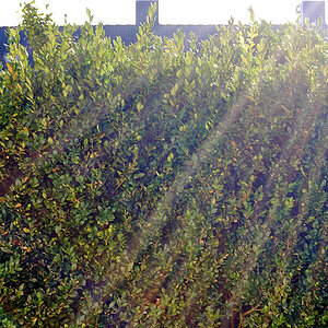 Sonnenstrahlen