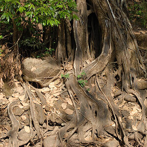In the jungle (Goa)