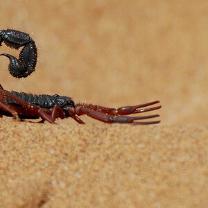 Scorpion1