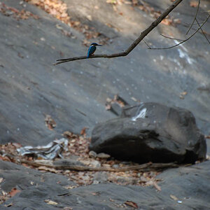 Kingfisher in the jungle (Goa)