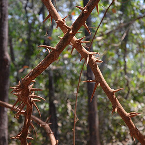 Jungle (Goa)