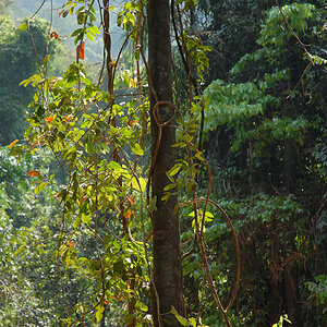Tropical jungle (Goa)