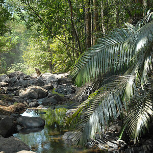 Jungletrip (Goa)