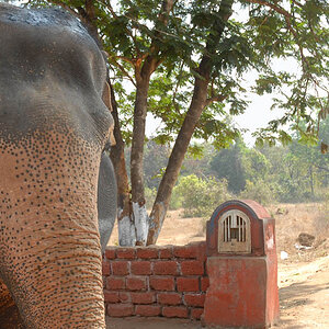 Going by Elephant (Goa)