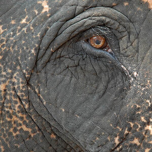 Indian Elephants are the bigest of the world