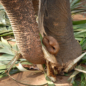 Eating Elephant