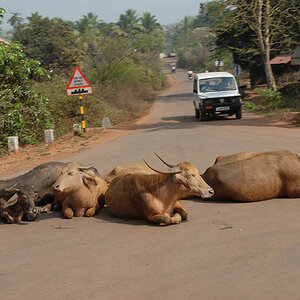 Sacred cows on the road (Goa)