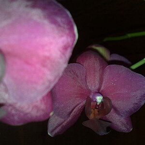 Phalaenopsis1