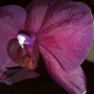 Phalaenopsis2
