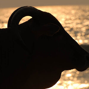 Sacred cow on Calangute Beach (Goa)