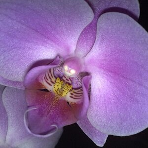 Phalaenopsis 4