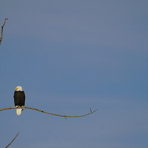 Bald Eagle