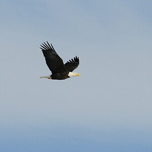 Bald Eagle Flug