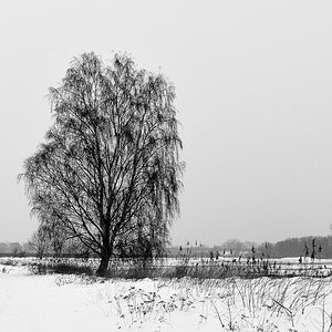 DSC6513 nff