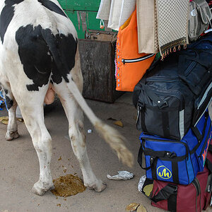 Sacred cow at Chamundi Hill