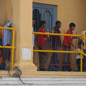 Indians and monkeys (Chamundi Hill)