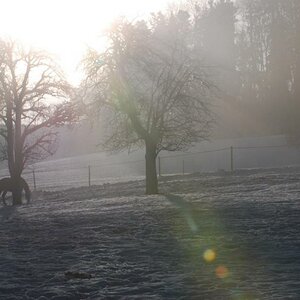 Morgendunst im Winter auf der Weide
DSC 1475