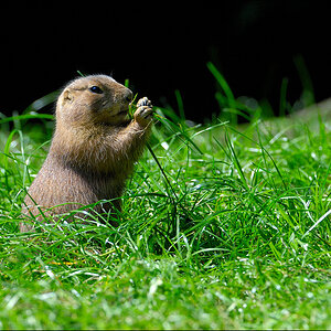 Präriehund D2X 3559 2

· http://www.nikon-fotografie.de/vbulletin/showpost.php?p=1069600&postcount=2