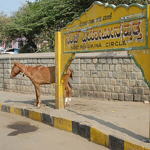 Horsestation in Mysore (Karnataka)