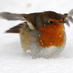 Rotkehlchen tollt im Schnee herum