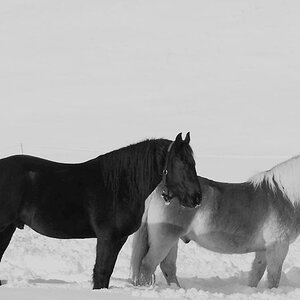 DSC 3728 Ouke Max sw crop Kopie web