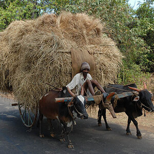 On the road to Hubli (Karnataka)