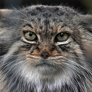 Wildkatze